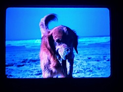 Dead dog