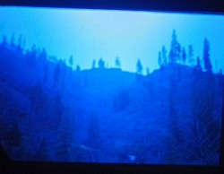 Forest, hill side