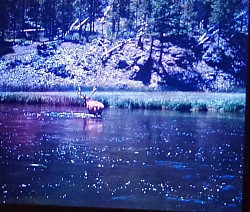 Elk & lake
