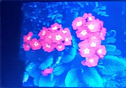 Flowers with a body in the background